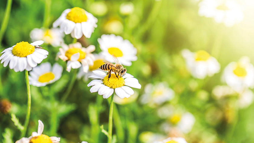 volando di fiore in fiore