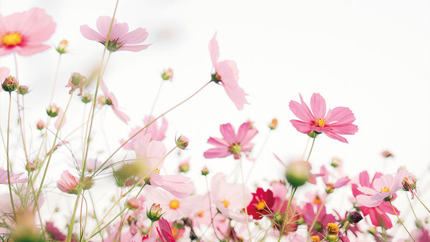 la parola ai fiori