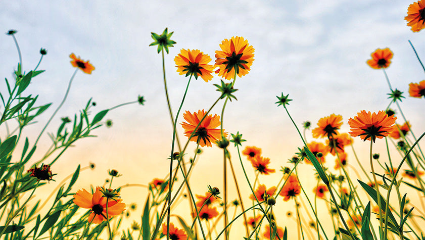 e primavera riscopriamo la bellezza del creato