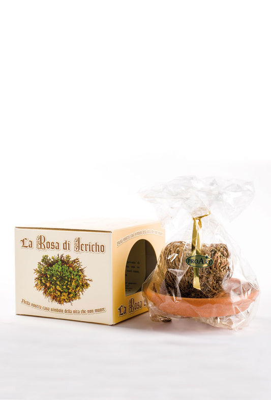 La Rosa di Jericho. Simbolo della Vita che non muore mai. Dimensioni 10x13 cm