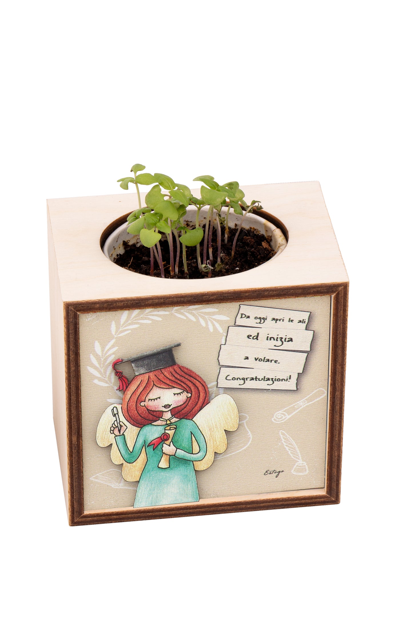 Piantina Kodama in cubo di legno - immagine Laurea. Dimensioni 10x10 cm