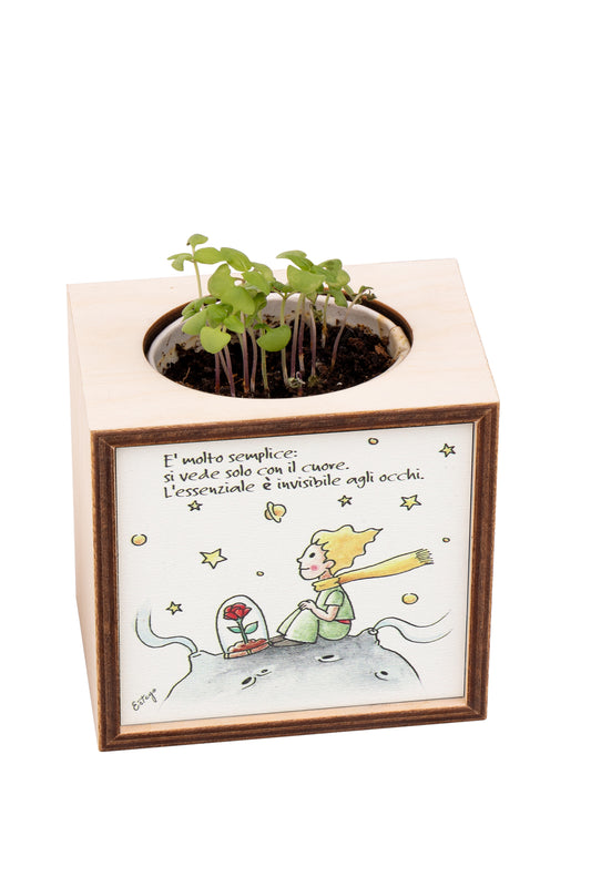 Piantina Kodama in cubo di legno - immagine Piccolo Principe. Dimensioni 10x10 cm