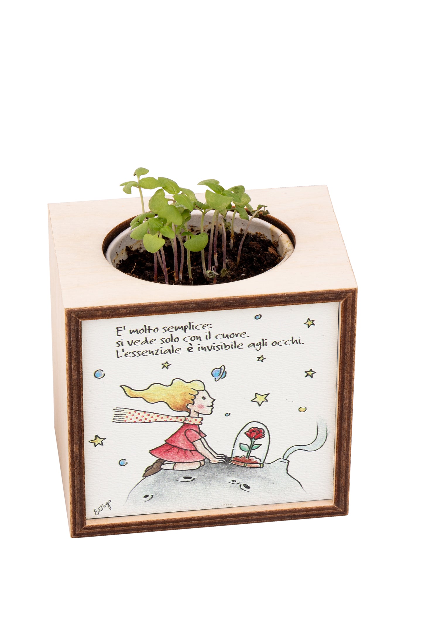 Piantina Kodama in cubo di legno - immagine Piccolo Principessa. Dimensioni 10x10 cm