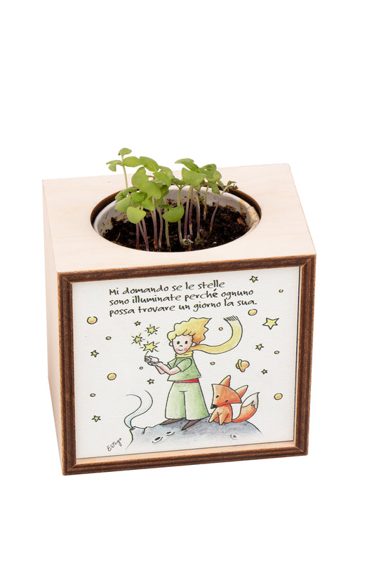 Piantina Kodama in cubo di legno - immagine Piccolo Principe. Dimensioni 10x10 cm