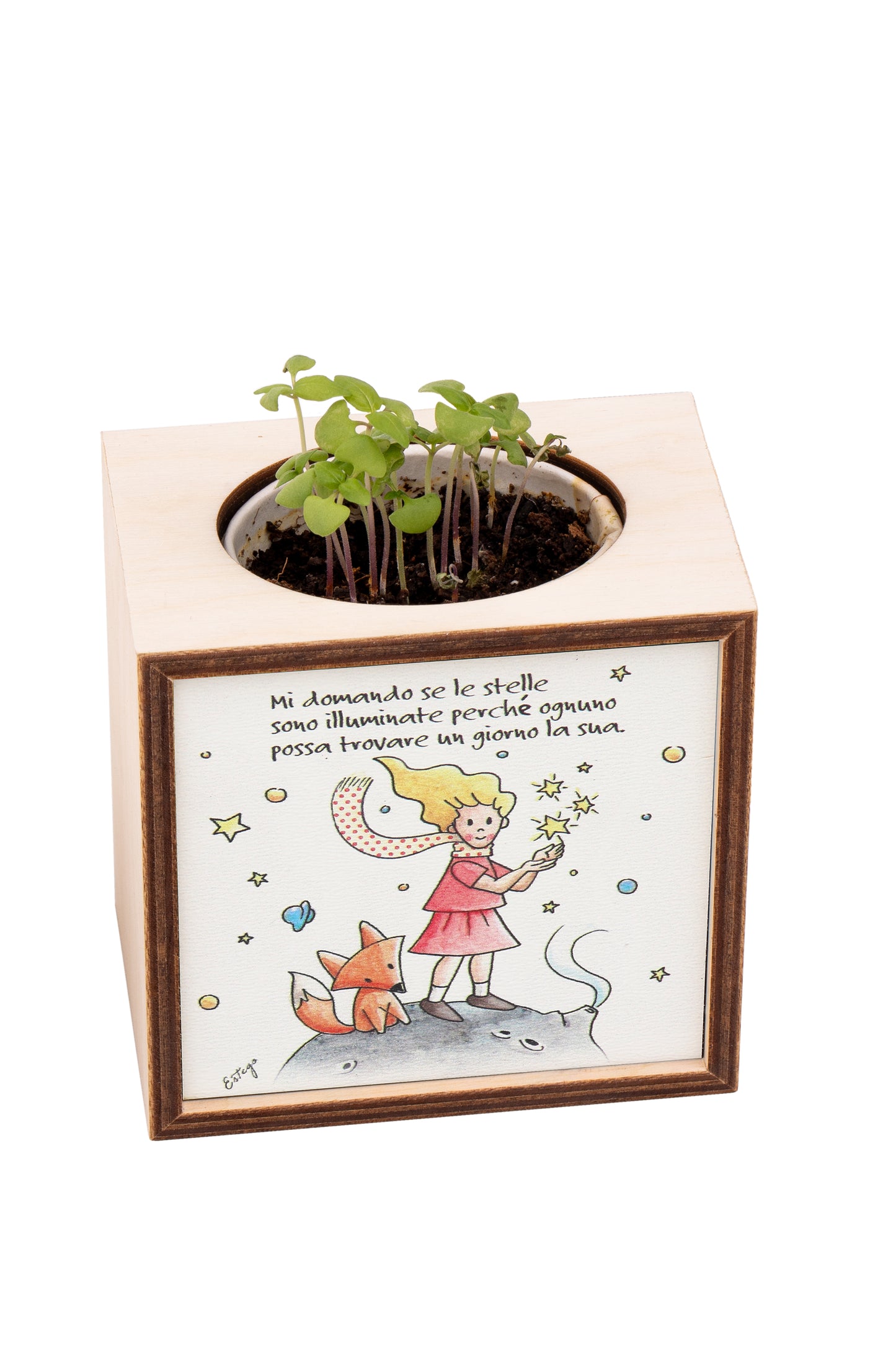 Piantina Kodama in cubo di legno - immagine Piccola Principessa. Dimensioni 10x10 cm